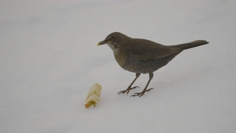 Closeup-of-a-brown-bird-eating-an-apple-on-snow-at-wintertime-captured-in-slow-motion-in-4k-at-120fps