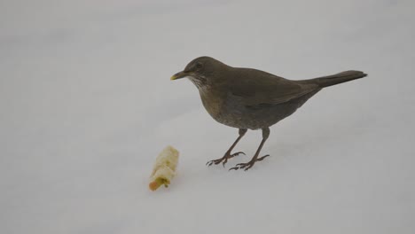 primer plano de un pájaro marrón comiendo una manzana en la nieve en invierno capturado en cámara lenta en 4k a 120fps