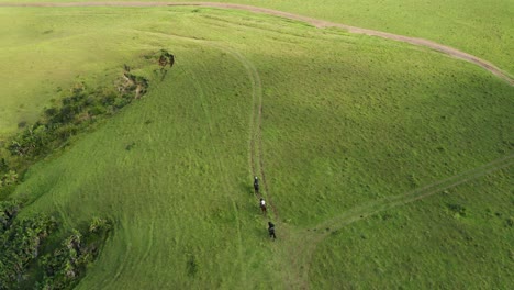panorámica aérea hacia abajo sobre personas montando caballos cerca de la costa rocosa del océano
