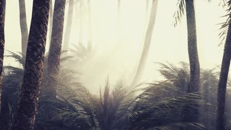 coconut-palms-in-deep-morning-fog