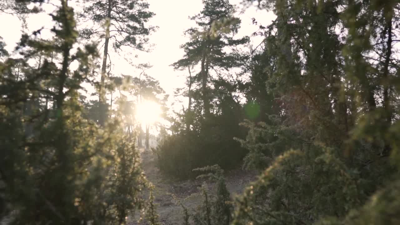 luz del sol del bosque