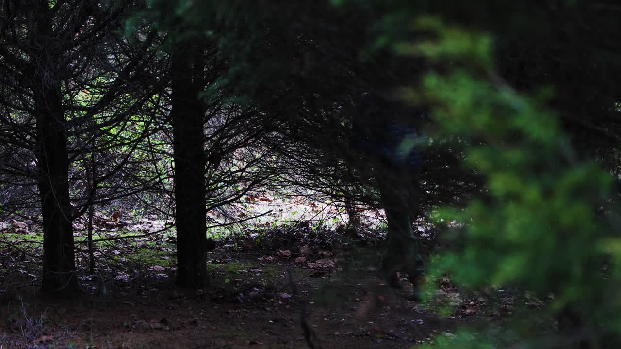 Giovane uomo bianco che cammina attraverso una foresta di abeti sempreverdi in Kentucky con una giacca blu e un berretto nero