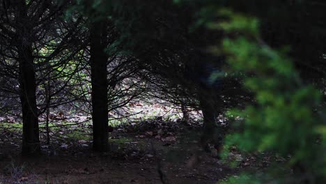 Young-white-male-walking-through-a-spruce-evergreen-forest-in-Kentucky-with-a-blue-jacket-and-black-cap