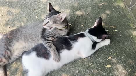 two street cats chilling and cuddling on the street