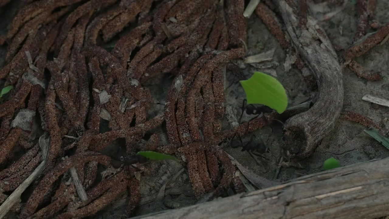 Ants navigate through a network of twisted roots on the forest floor, showcasing their adaptability. Ideal for nature documentaries or educational content about ecosystems.