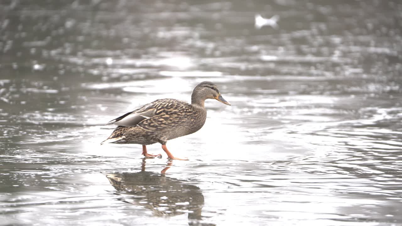 Juvenile brown Herring Gull, frozen surface, pond water, slow motion