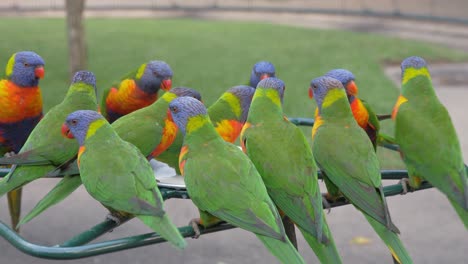 macaw parrots flocked by a bird bath drinking - currumbin beach and wildlife sanctuary australia