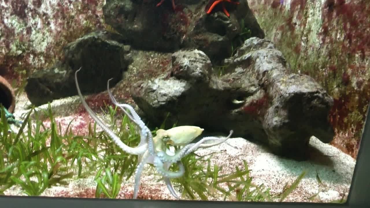 동물원 수족관에 있는 문어의 모습