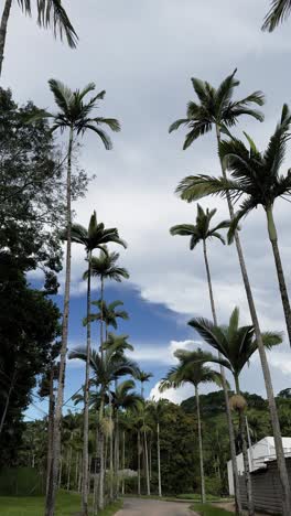 4k vertical footage of palm trees swaying against a vibrant blue sky with stunning clouds. the scene captures a peaceful atmosphere with lush greenery, perfect for nature and travel visuals.