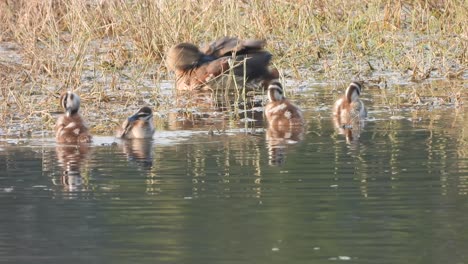 whistling duck chick swimming on water pond area