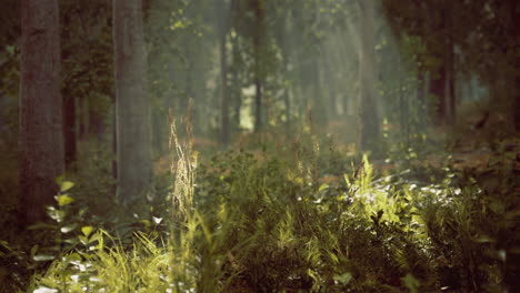 sunlight streams through a dense forest lighting up the greenery