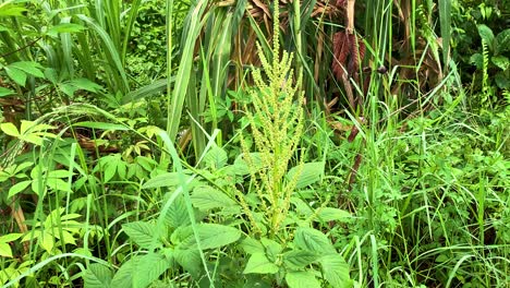 緑の茂み 熱帯森林の植物