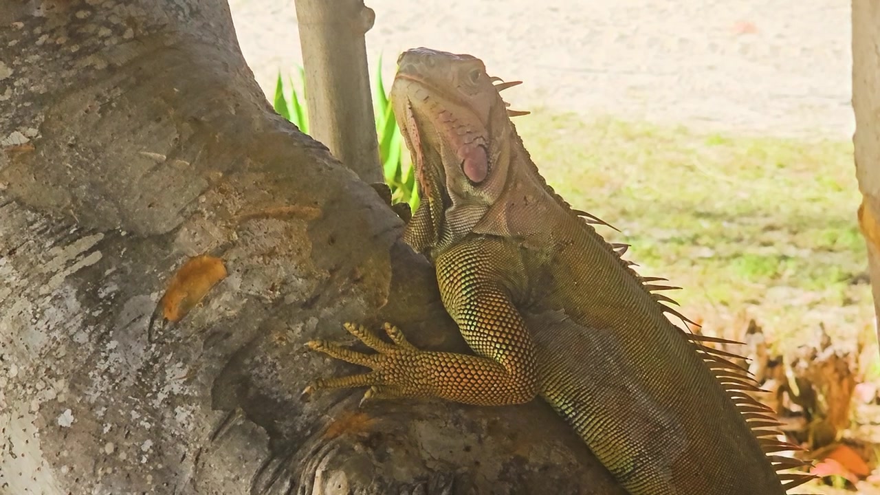Primo piano di un'iguana che si aggrappa a una biforcazione di un albero in un giardino tropicale, con cresta arancione, squame verdi, corteccia testurizzata, terreno sabbioso, ombre morbide e dettagli dell'habitat naturale dell'isola.