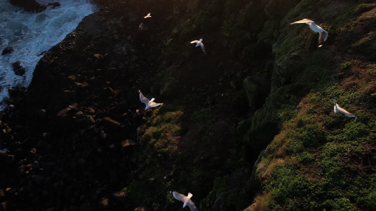 Aerial view of a rocky coastline with seagulls