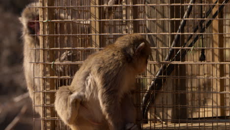 Japanese-macaque-scratching-an-itchy-spot-while-sitting-outside-a-cage