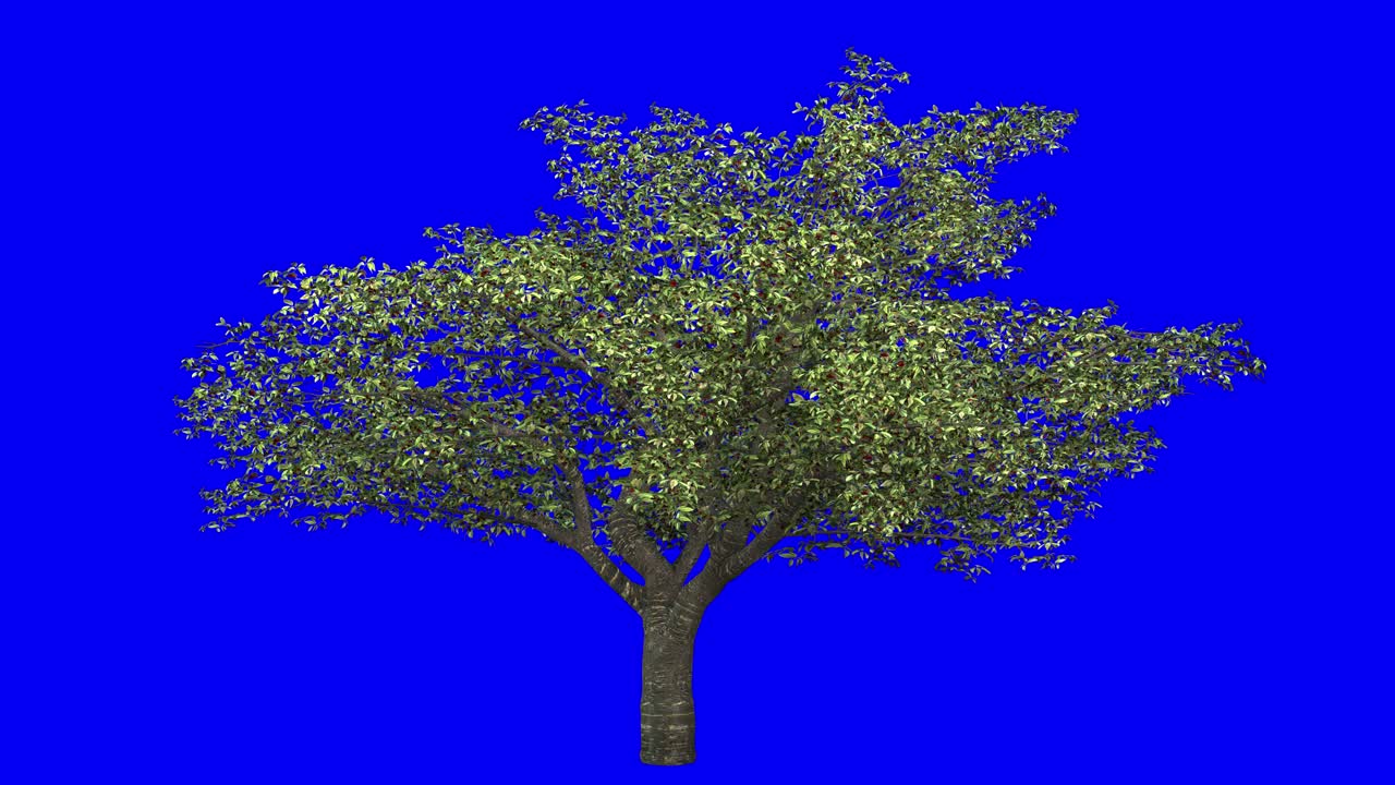 árbol de cereza 3d con efecto viento en pantalla azul animación 3d