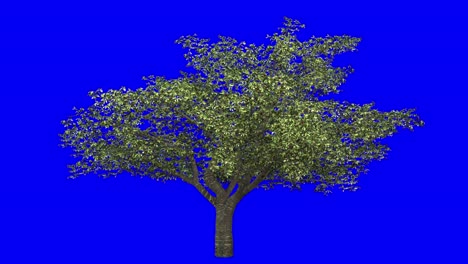 3d cherry tree with wind effect on blue screen 3d animation