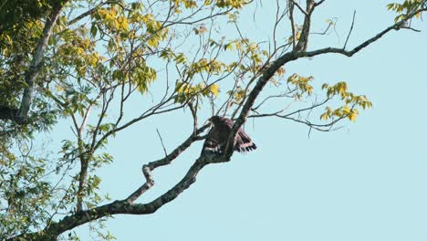 Visto-Secando-Sus-Alas-Y-Comiendo-Algo-Mientras-Mira-Hacia-La-Izquierda,-águila-Serpiente-Crestada-Spilornis-Cheela,-Parque-Nacional-Kaeng-Krachan,-Tailandia