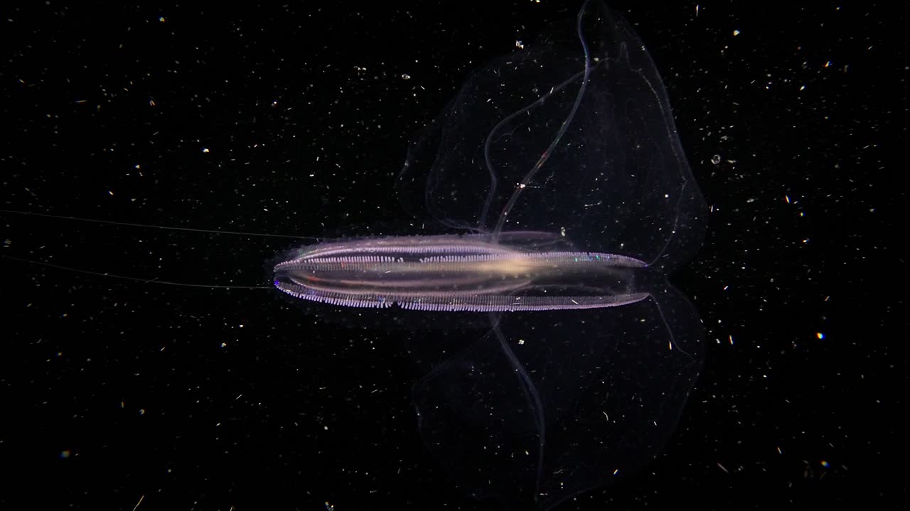 Comb Jelly colors flashing off of cilia, tentacles and wings retracting