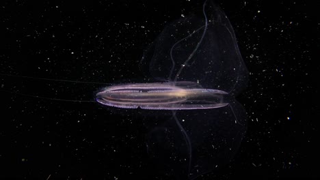 Comb-Jelly-colors-flashing-off-of-cilia,-tentacles-and-wings-retracting