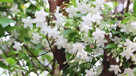 close-up view of water jasmine flowers swaying