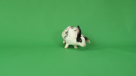 black and white spotted rabbit on green screen