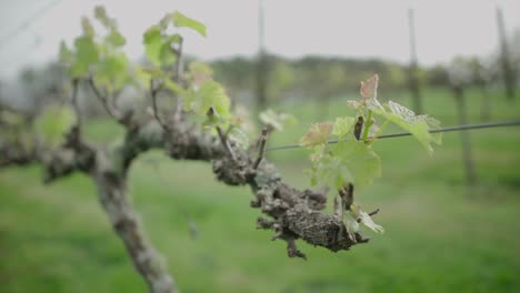 Primer-Plano-De-Una-Rama-De-Uva