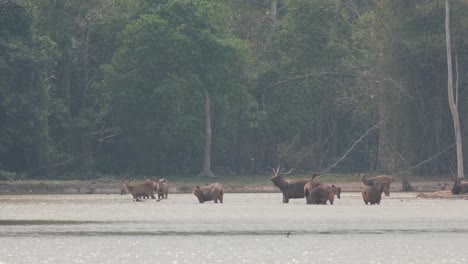 a stag seen in the middle of the lake together with the herd following a female during the afternoon