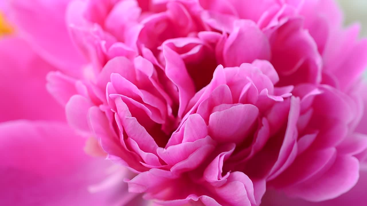 Petali di peonie, fiori. Sfondo di fiori