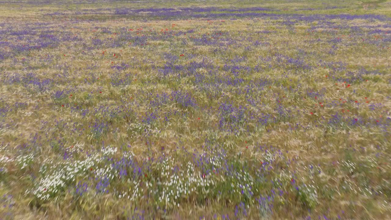 vuelo bajo con un dron en campos de cereales comenzando a tomar su tono dorado con grandes grupos de flores de varios colores, violeta, amarillo, rojo y blanco en la provincia de toledo