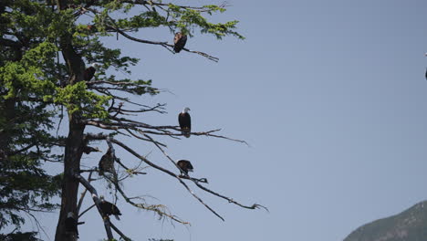 Un-águila-Volando-En-Columbia-Británica-Canadá-Sobre-El-Océano-En-Busca-De-Peces