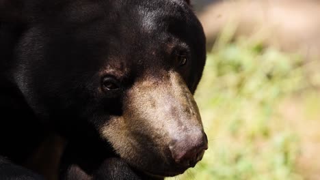 close-up of a bear in natural habitat