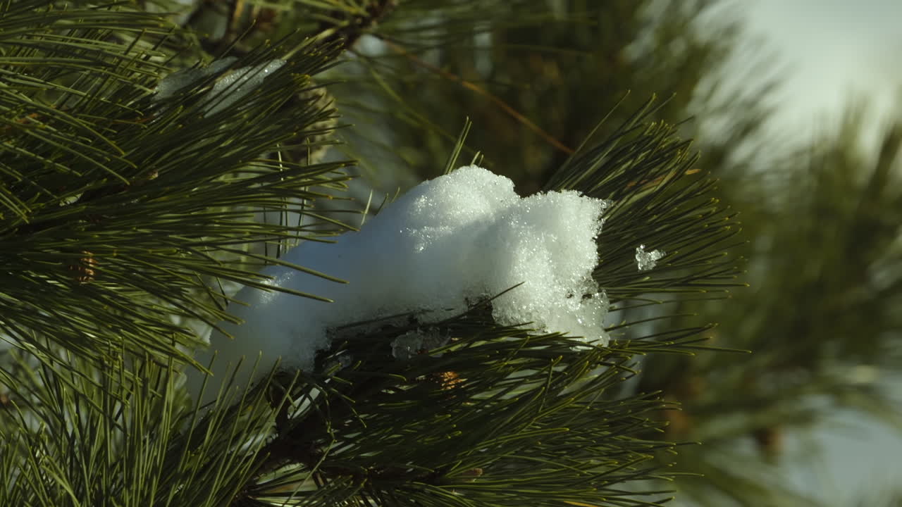 rama de un pino blanco con un montón de nieve durante un soleado día de invierno en maine
