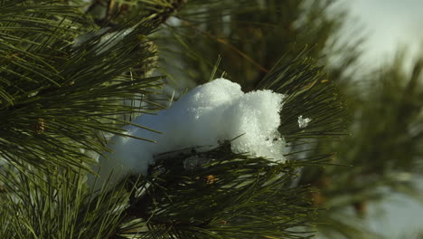 Branch-of-a-White-Pine-with-a-clump-of-snow-on-it-during-a-sunny-winter-day-in-Maine