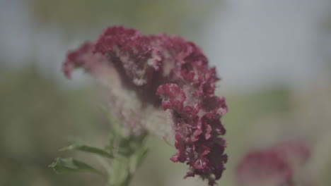 pink cockscomb flower