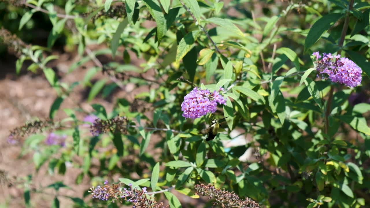 polilla de la abeja del colibrí en el arbusto de mariposas de alta velocidad