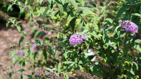 humming bird bee moth on butterfly bush high speed