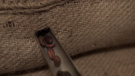 close up shot extracting raw cocoa beans from a sack