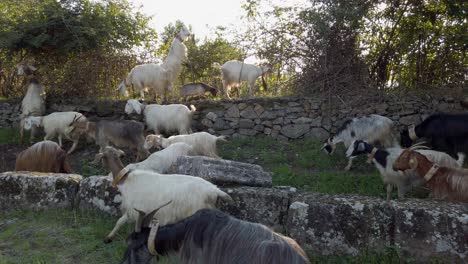 Goats-grazing-along-the-appian-way-on-a-sunny-day-in-the-middle-of-roman-ruins