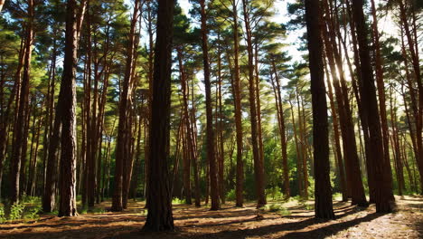luz del sol del bosque de pinos