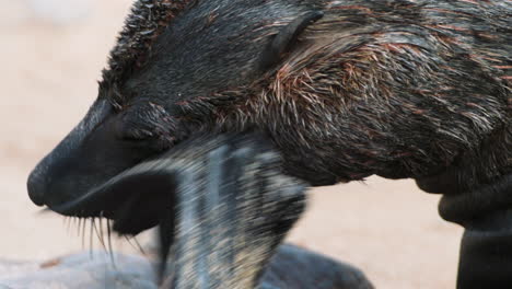 Lobo-Marino-Del-Cabo-Se-Rasca-La-Cabeza-Usando-La-Aleta-De-La-Pierna-Delantera,-Vista-De-Primer-Plano-Tiro-Medio-En-La-Playa-De-Arena