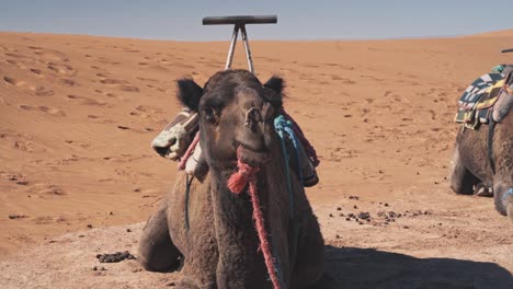 camel resting on hot orange sand of sahara desert, close up handheld view