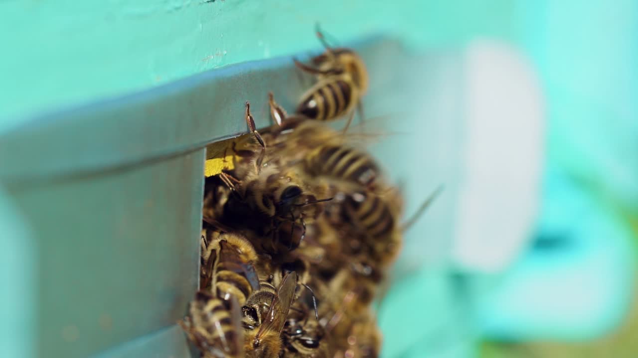 Lots of bees at beehive entrance. Swarm of bees at the entrance of beehive