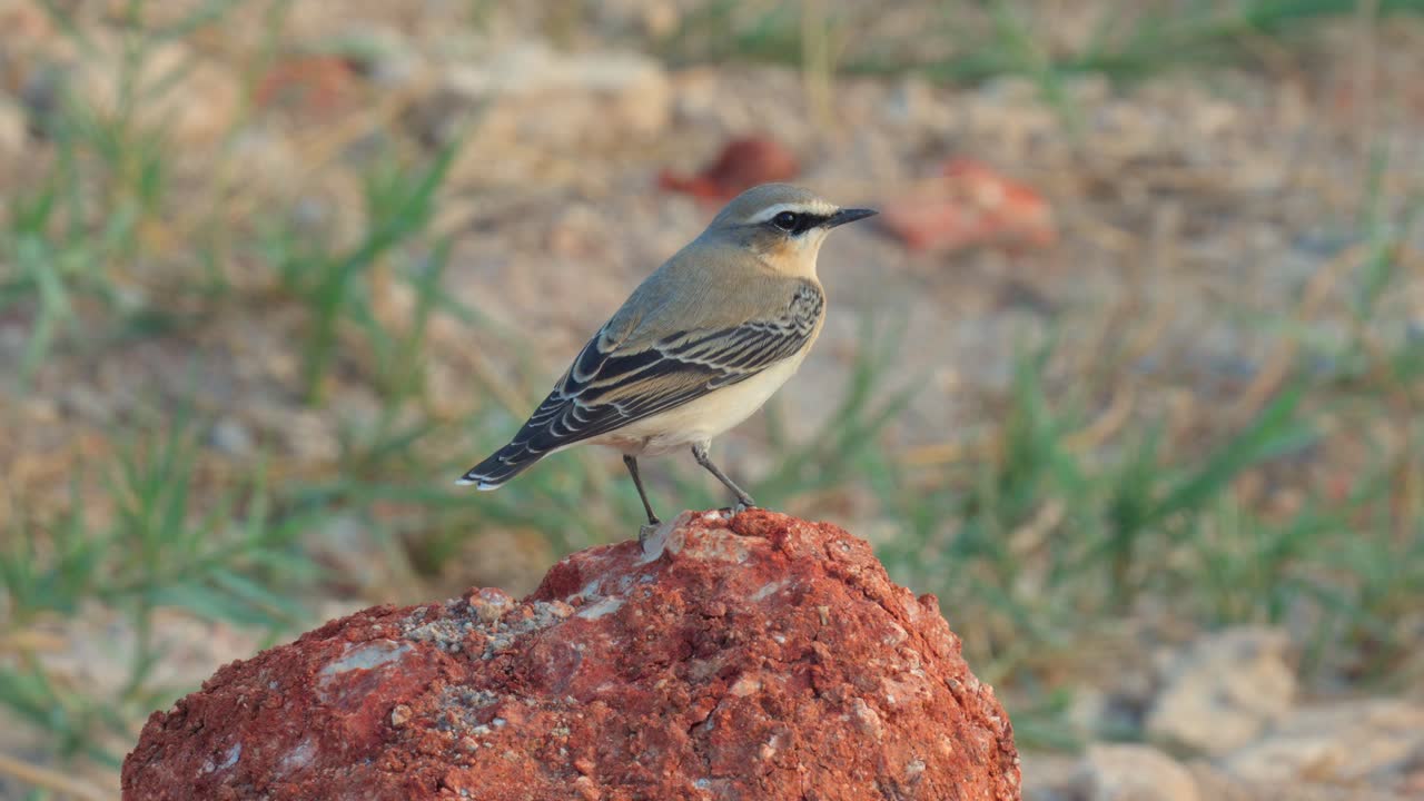Northern Wheatear during its autumn migration along the Mediterranean coast,standing on a rock, watching