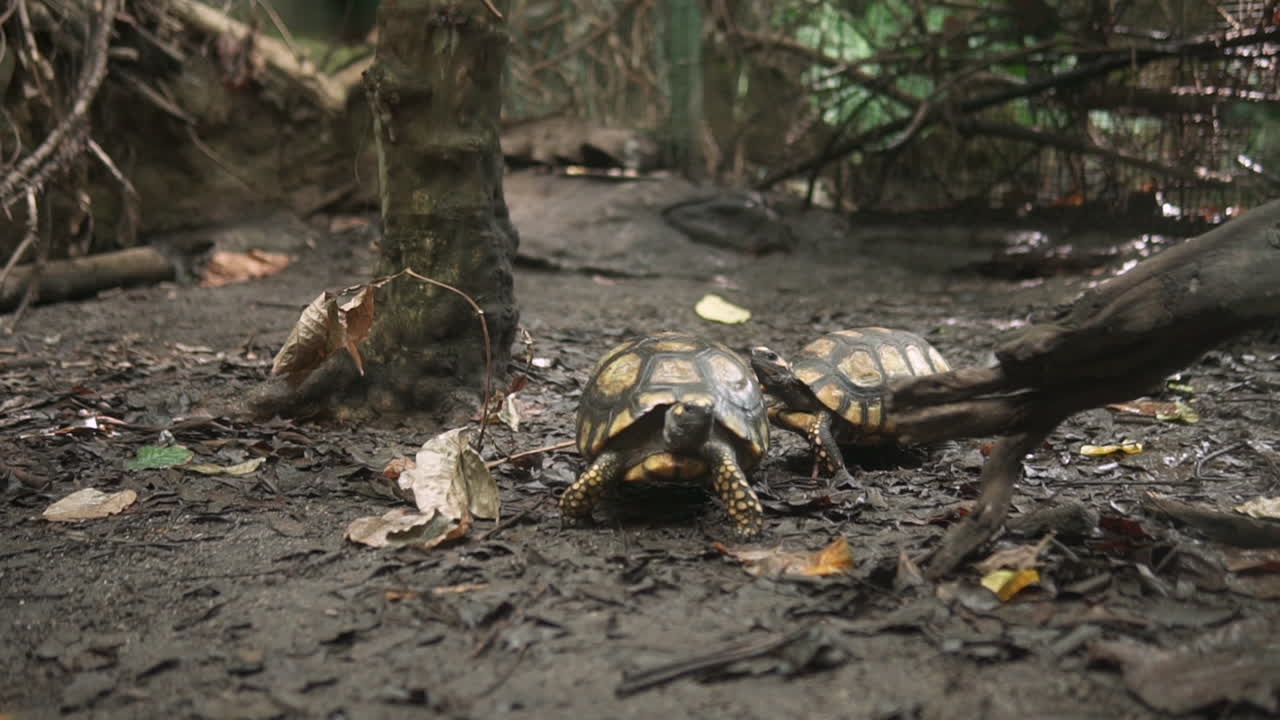 Male tortoise slowly chasing a female to copulate