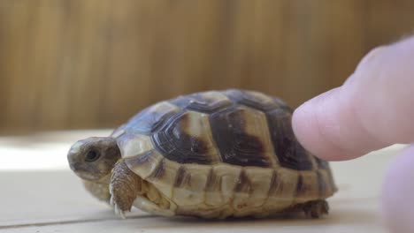 Close-up-on-baby-leopard-tortoise-moving-on-piles,-while-human-hand-caressing-her-120fps