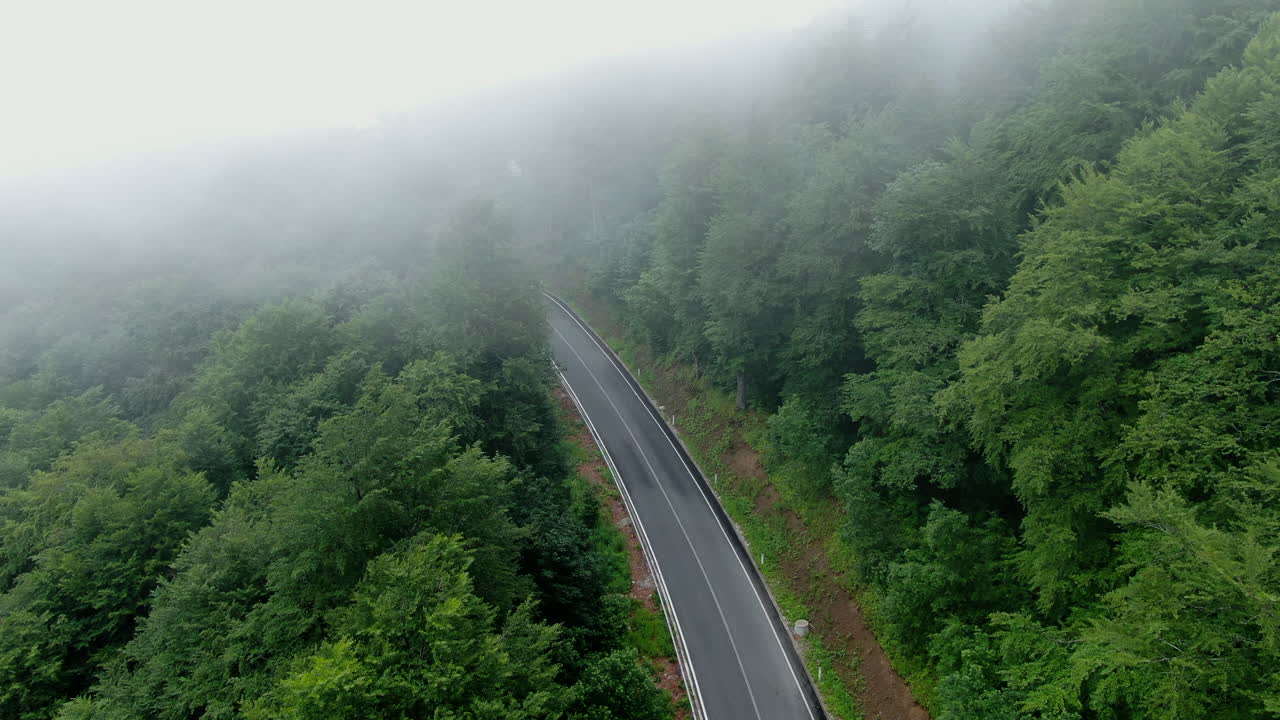 A road cuts through a dense forest Trees line both sides of the road and fog covers the top of the trees and obscures the sky