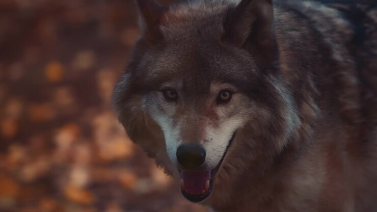 Primer plano de un lobo gris caminando por el bosque en otoño