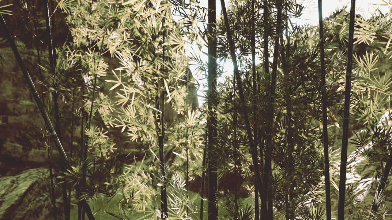 bosque de bambú en la densa niebla