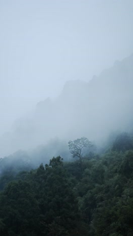 misty blue rainforest nature background with copy space, vertical video for social media instagram reels and tiktok of elevated aerial view of rainforest tree tops from above in moody mist and clouds